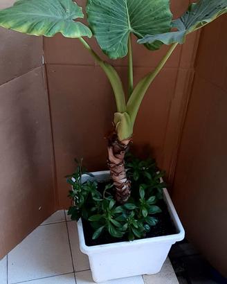 Pianta in vaso