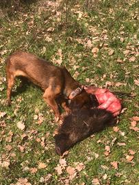 Dachsbracke