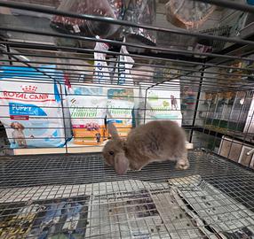 Coniglio ariete nano mini lop