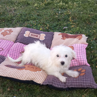 Cucciolo di maltese toy