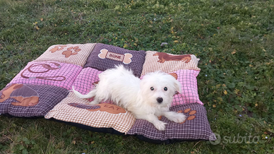 Cucciolo di maltese toy