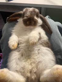 Coniglietto nano,a macchie marroni