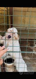 Setter Inglese