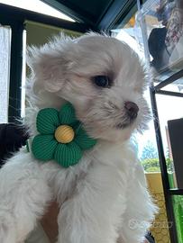 Maltesi&maltese