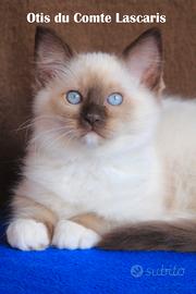 Coppia cuccioli razza RAGDOLL