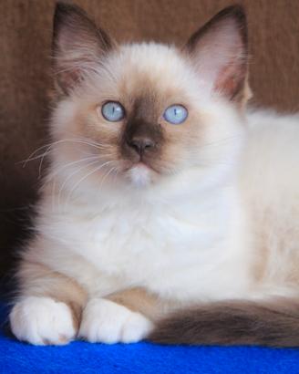 Coppia cuccioli razza RAGDOLL