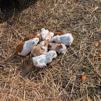 Cavia peruviana