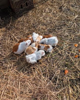Cavia peruviana