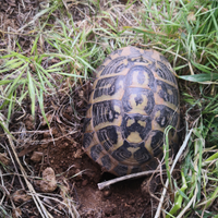Testuggini tartarughe di terra