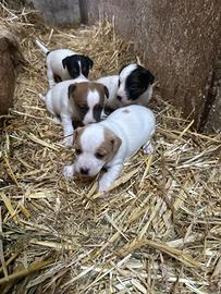 Cuccioli di jack russel