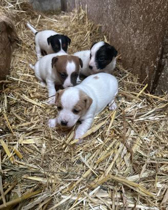 Cuccioli di jack russel