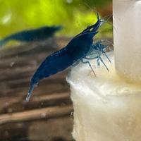 Neocaridine blue dream