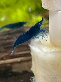 Neocaridine blue dream