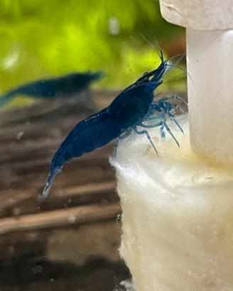 Neocaridine blue dream