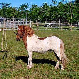 Pony