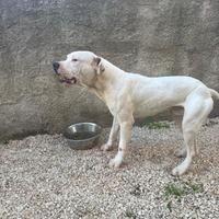 American Staffordshire Terrier