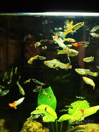 Guppy