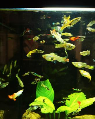 Guppy