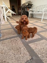 Barboncini toy Red splendidi