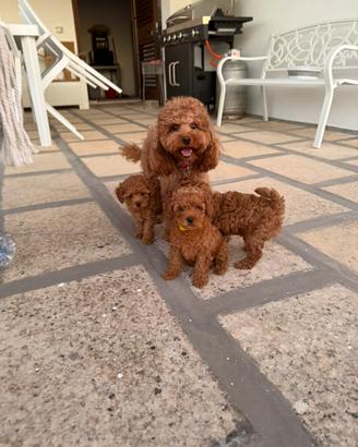 Barboncini toy Red splendidi
