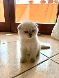 Scottish Fold