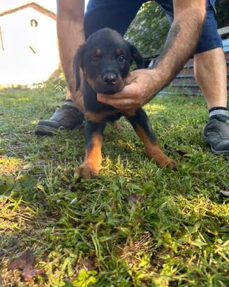 Rottweiler