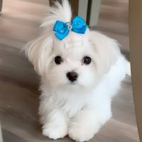 MALTESE CUCCIOLI - maltesi nani pagamento rateale