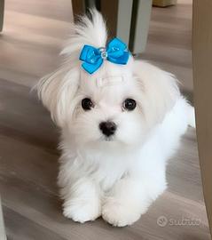MALTESE CUCCIOLI - maltesi nani pagamento rateale
