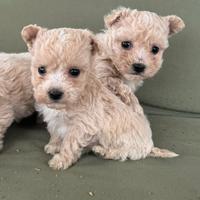 Cucciole MALTIPOO toy