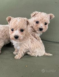 Cucciole MALTIPOO toy