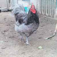 Coppia australorp gallo blu gallina nera