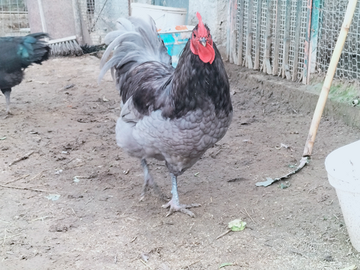 Coppia australorp gallo blu gallina nera