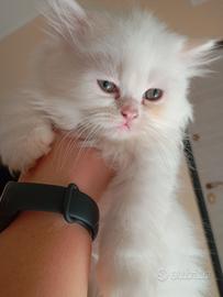 gattino persiano incrocio ragdoll