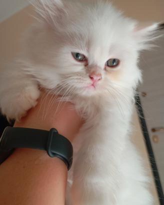 gattino persiano incrocio ragdoll