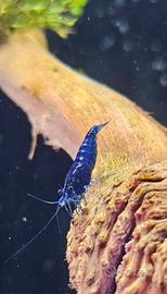 Neocaridine Davidi blue Dream