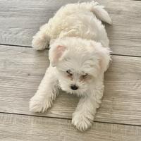Maltese cucciola mini Toy Femminuccia