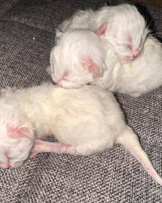 Gatto Sacro di Birmania Seal Point