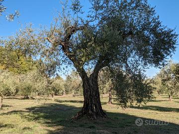 Uliveto Sarteano