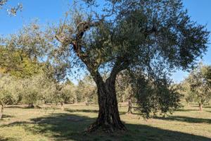 Uliveto Sarteano