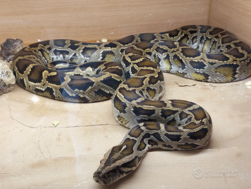 Pitone Moluro Bivittatus Maschio