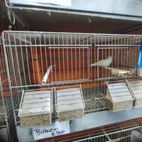 Cardellino Major bianco occhio nero