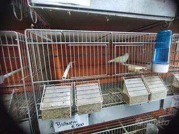 Cardellino Major bianco occhio nero