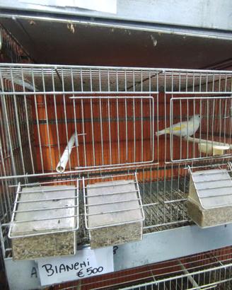 Cardellino Major bianco occhio nero