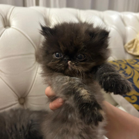 Gatto persiano femmina VENDUTA