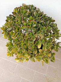 Crassula ovata, albero di giada o dei soldi