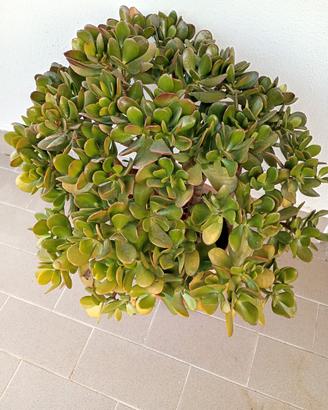 Crassula ovata, albero di giada o dei soldi