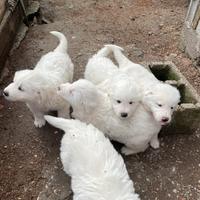 Cuccioli pastore maremmano