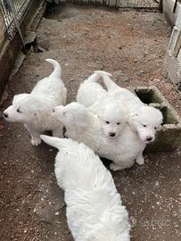 Cuccioli pastore maremmano