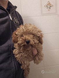 Barboncini nani e toy