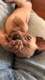 Cuccioli di gatto sphynx